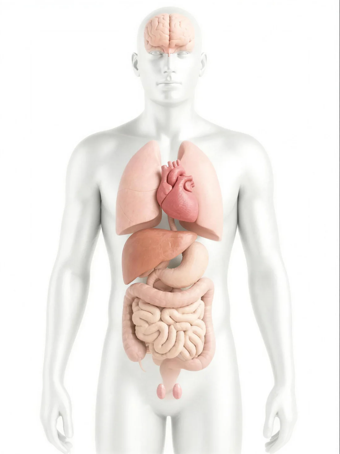 Body diagram