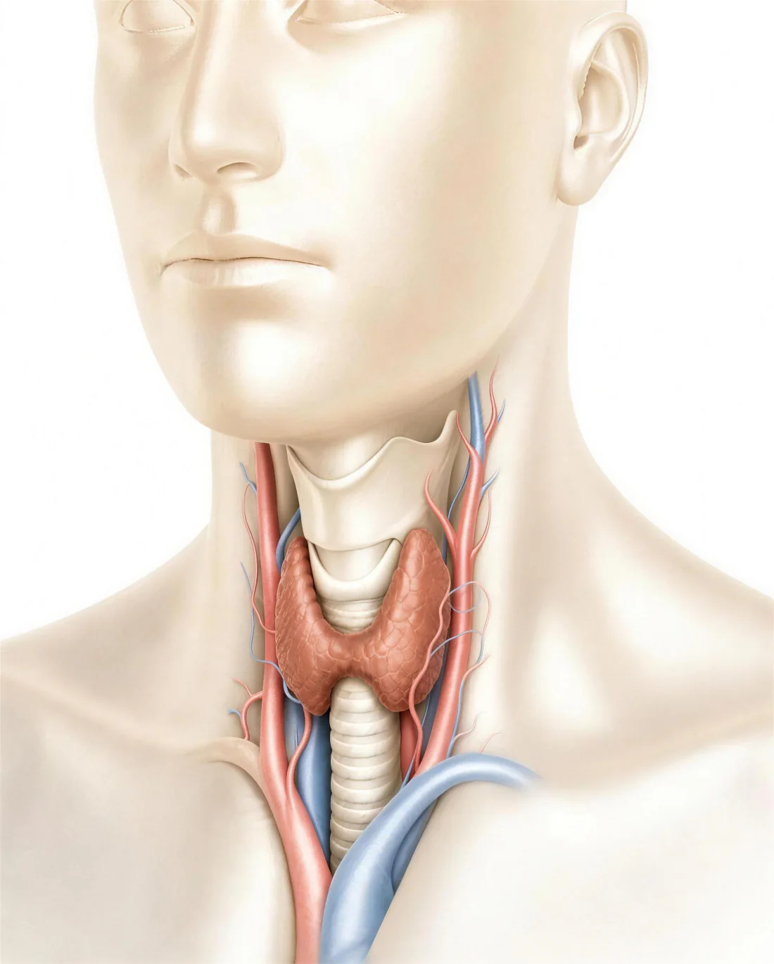 The thyroid gland in the neck
