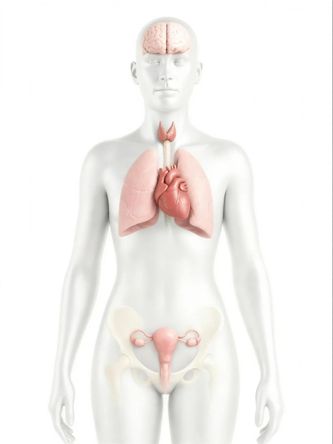 Body diagram