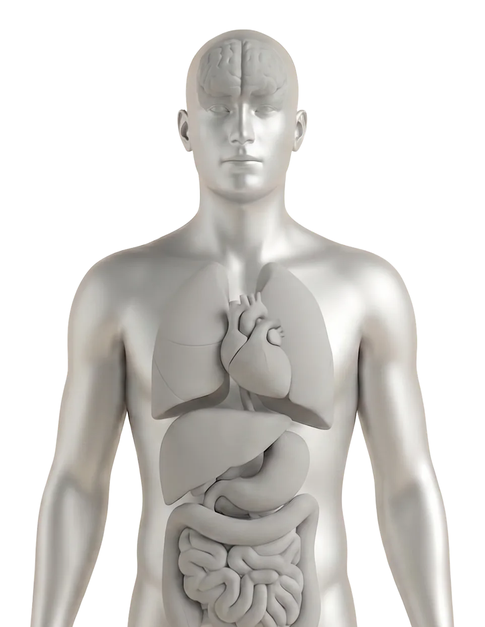 A silver anatomical figure with the brain, heart, liver, pancreas, and gut highlighted.